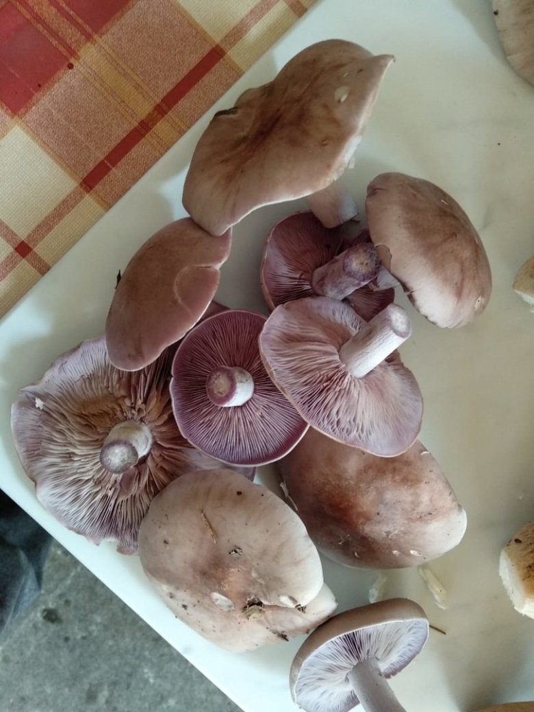 Рядовка Фиалковая Lepista