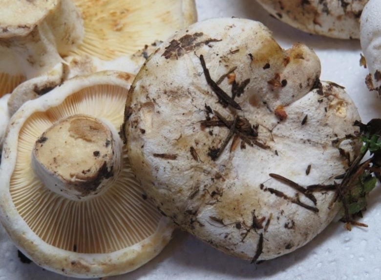 Скрипица волнушка белая