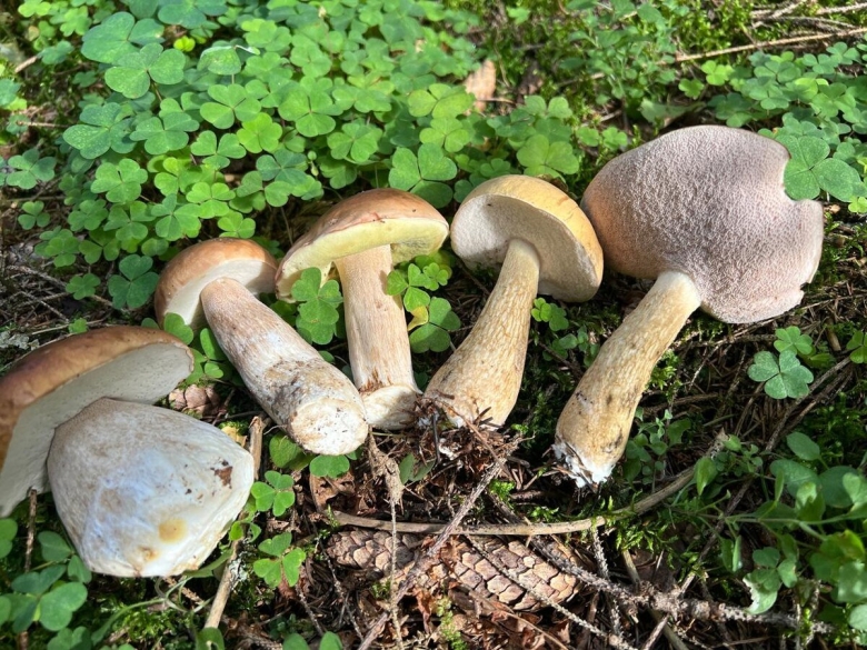 Гриб подберезовик