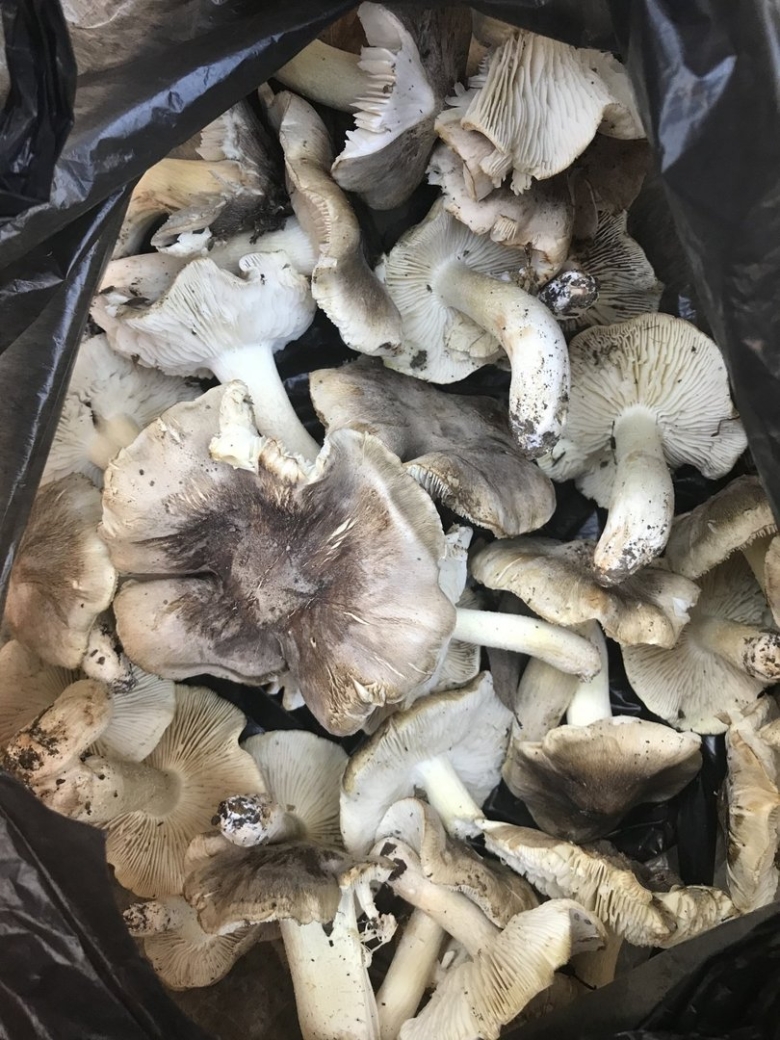 Гриб рядовка серая