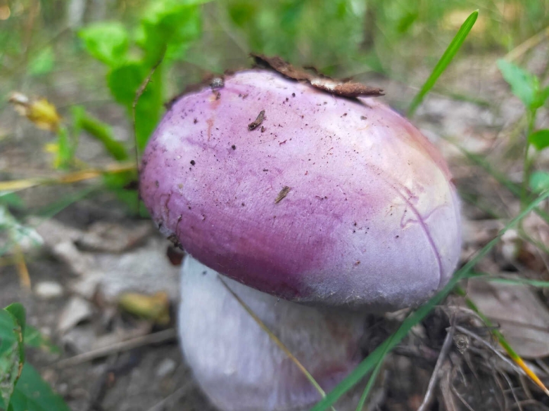 Гриб рядовка лиловоногая