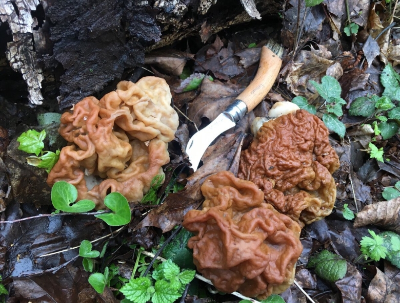 Строчок гигантский