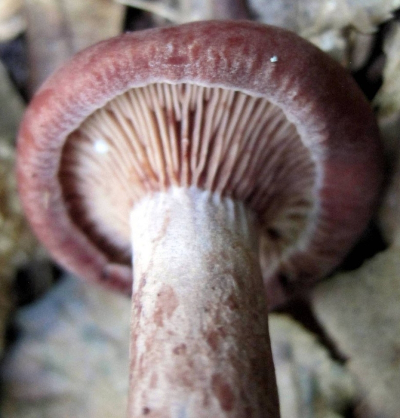 Млечник гриб краснушка