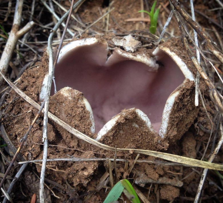 В Саркосфера корончатая гриб