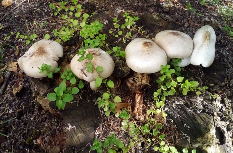 Окаймленный шампеньен