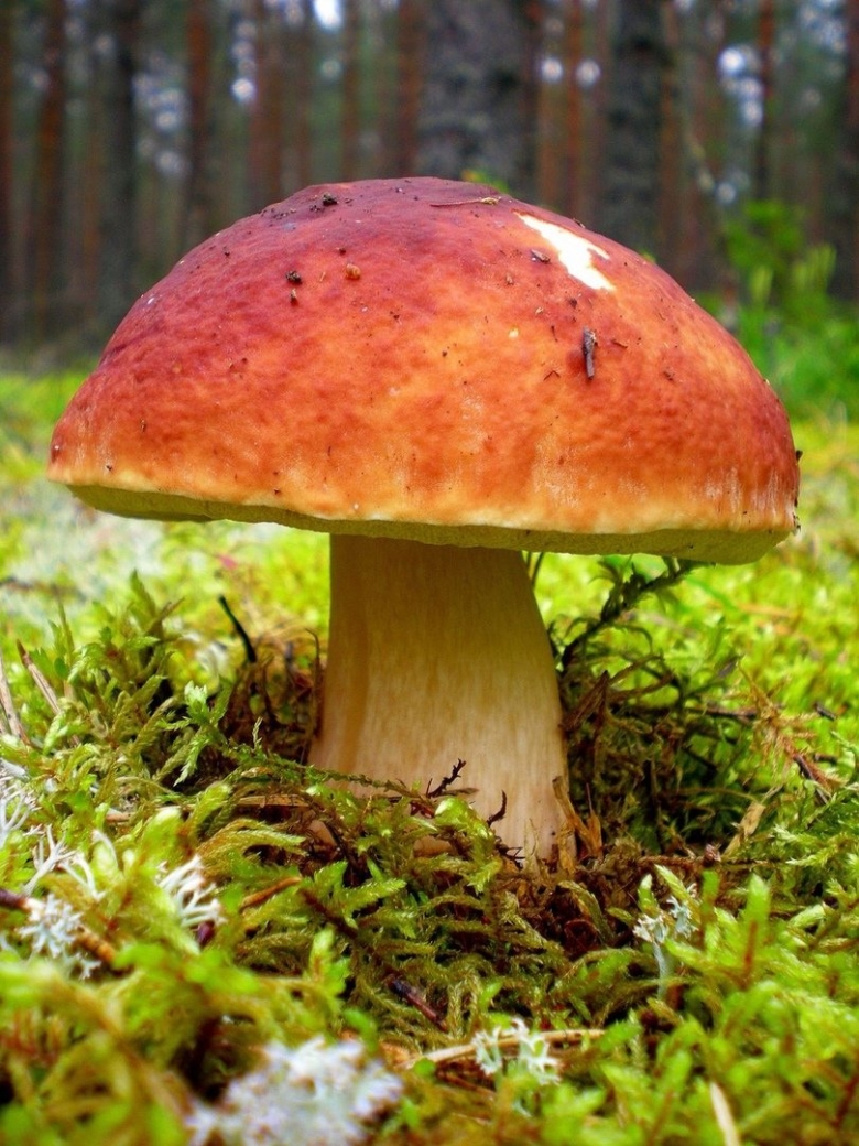 Боровик гриб съедобный