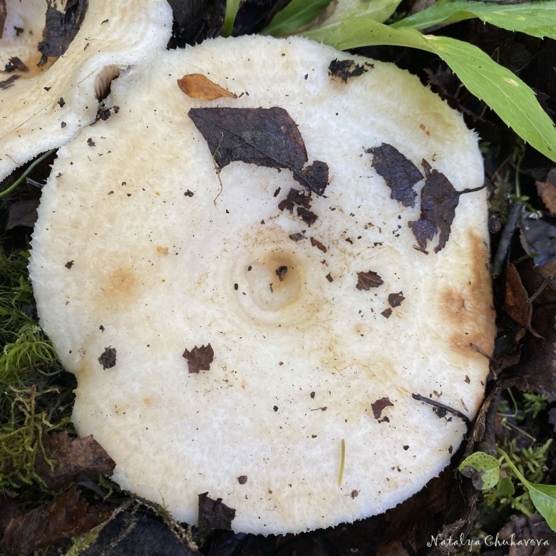 Осиновый груздь lactarius controversus