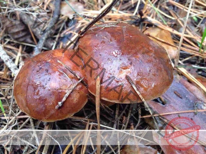 Шахтерики гриб Казахстана