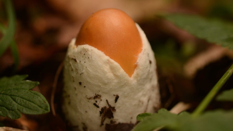 Цезарский гриб Дальневосточный