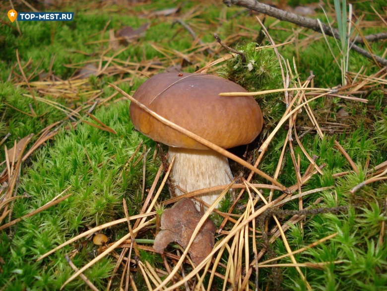 Грибы Волгоградской области