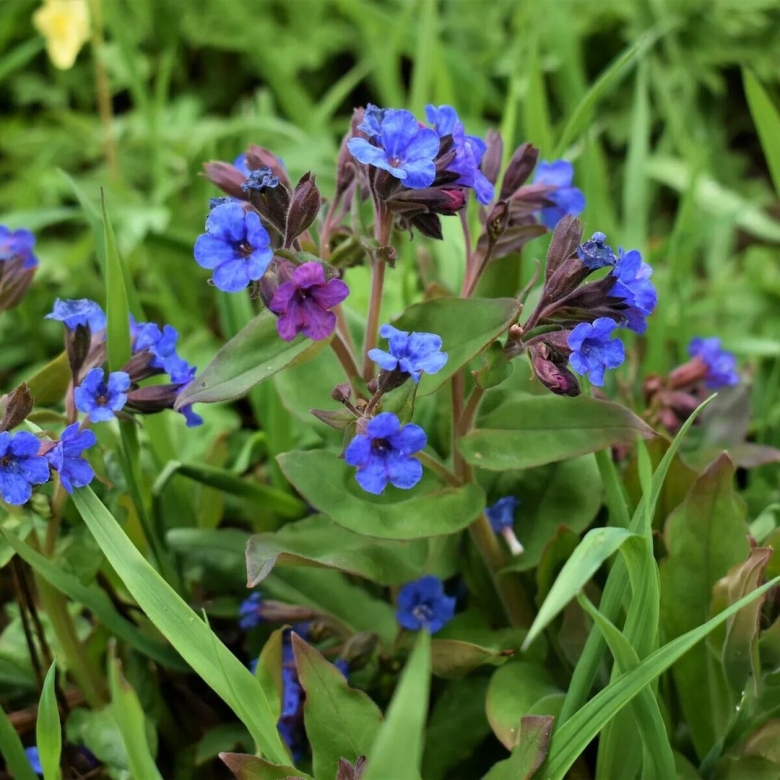 Первоцветы Медуница