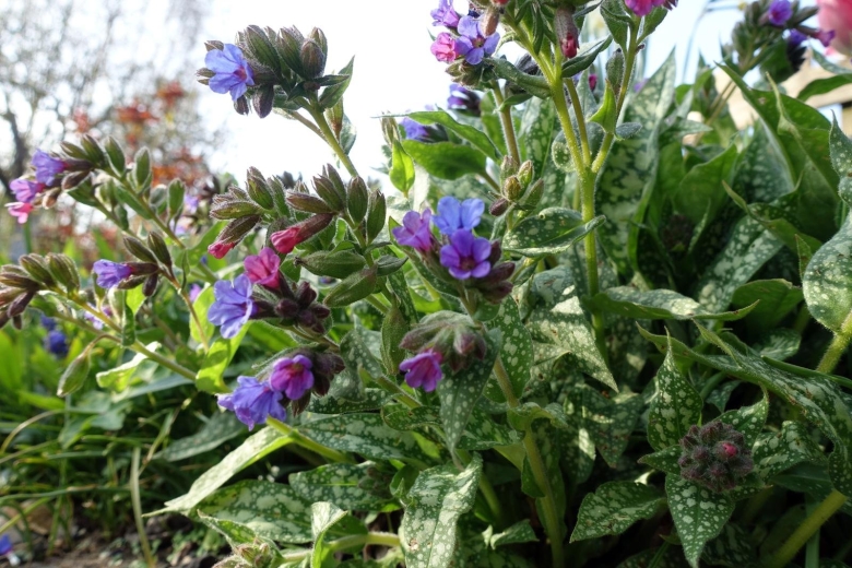 Pulmonaria officinalis