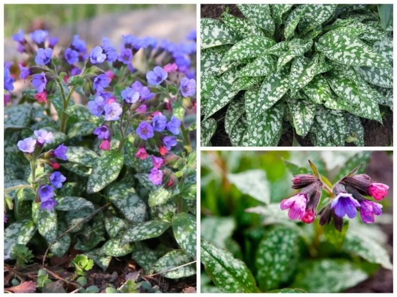 Медуница сахарная Сильверадо