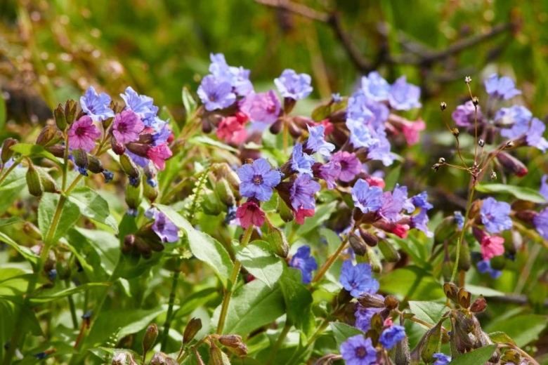 Медуница Лесная цветок