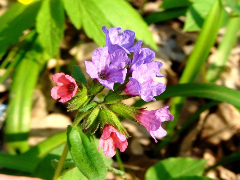 Медуница растение