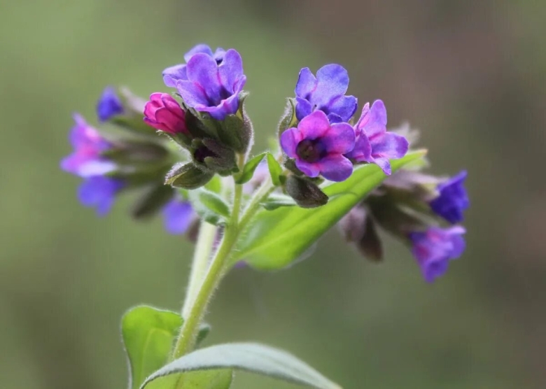 Медуница мягчайшая