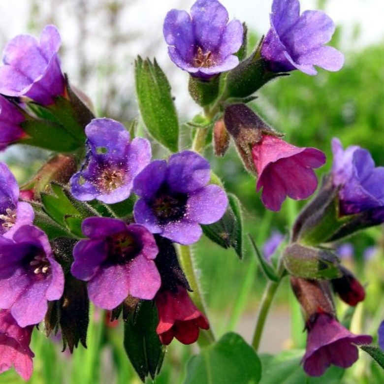 Медуница неясная