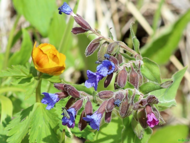 Медуница Сибирская
