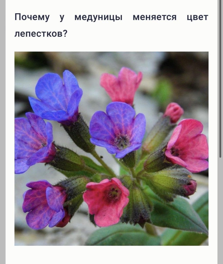 Медуница цветок