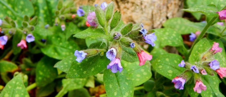 Pulmonaria officinalis