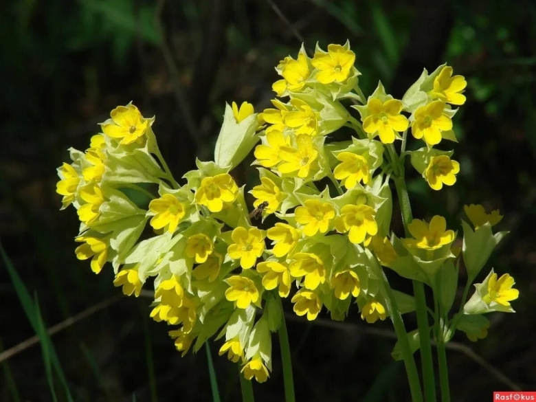Медуница первоцвет весенний