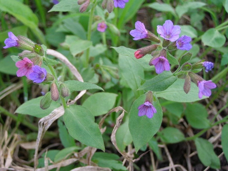 Pulmonaria Obscura