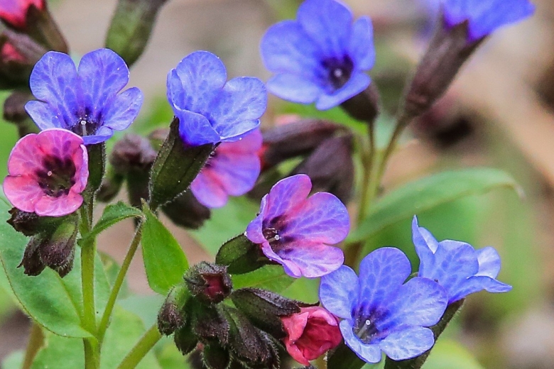 Раннецветущее растение Медуница