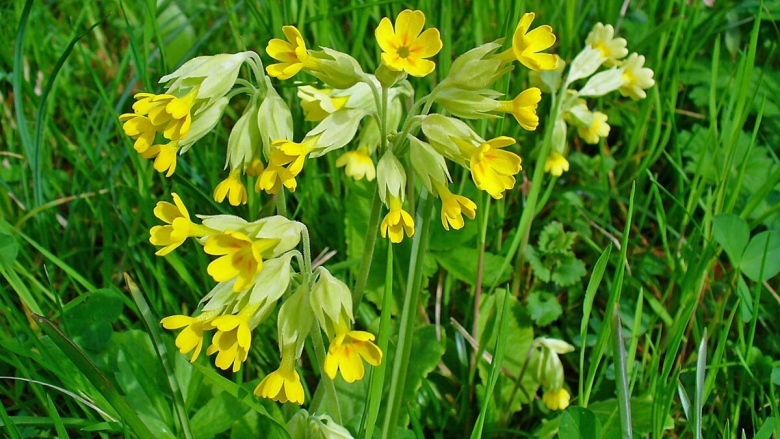 Примула первоцвет весенний