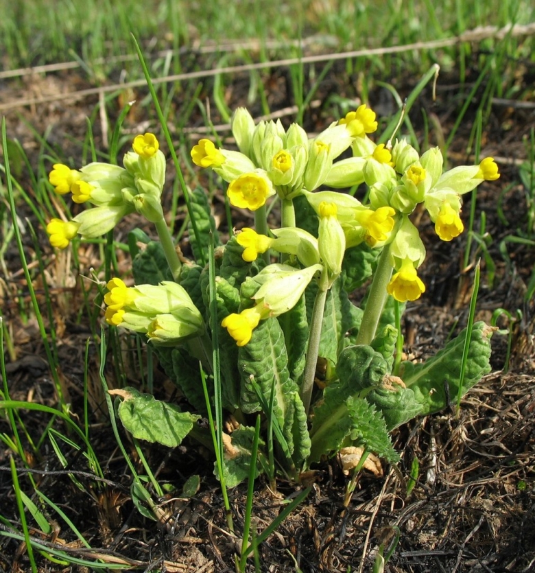 Первоцветы примула Верис