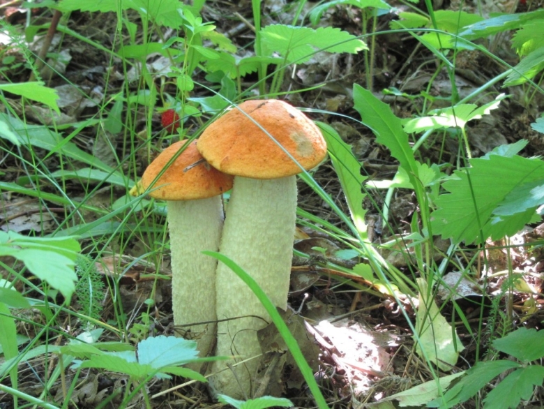 Обои на рабочий стол грибы