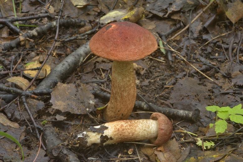 Подосиновик Крымский