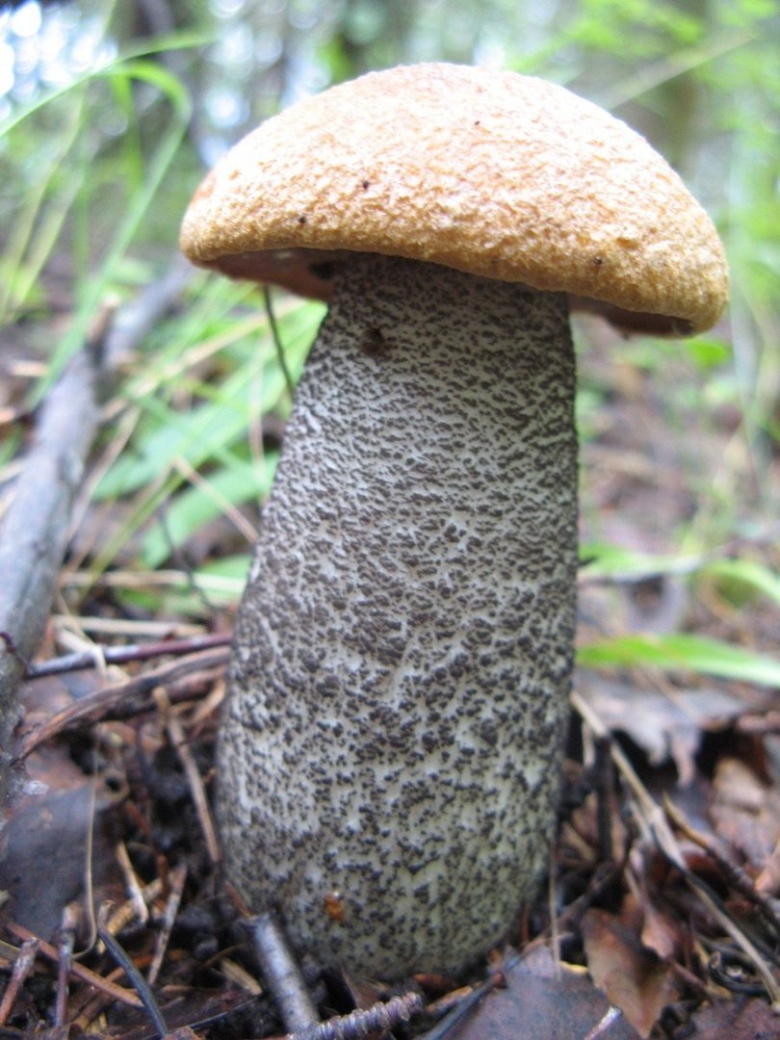 Подосиновик гриб