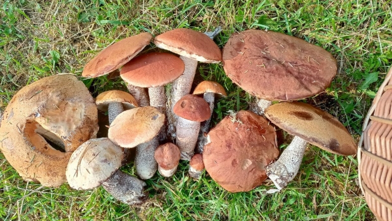 Еловый подосиновик фото