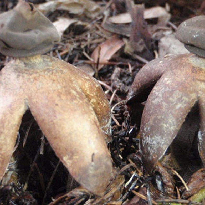 Гриб звездовик сводчатый