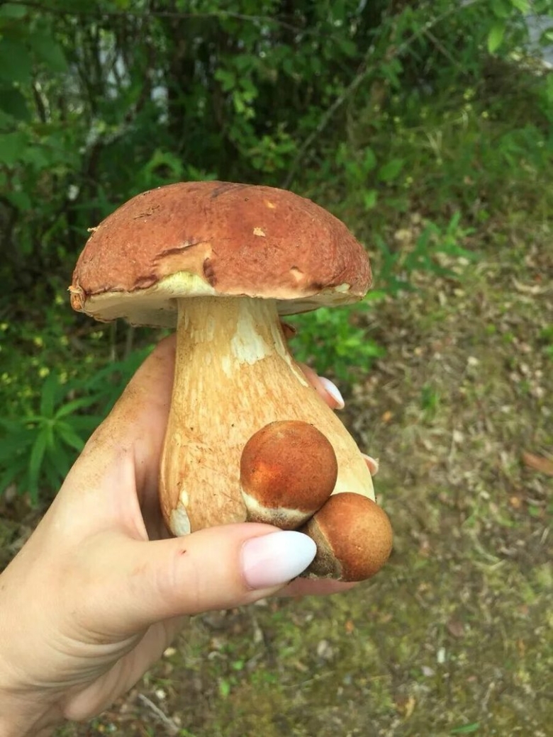 Съедобные грибы Карелии