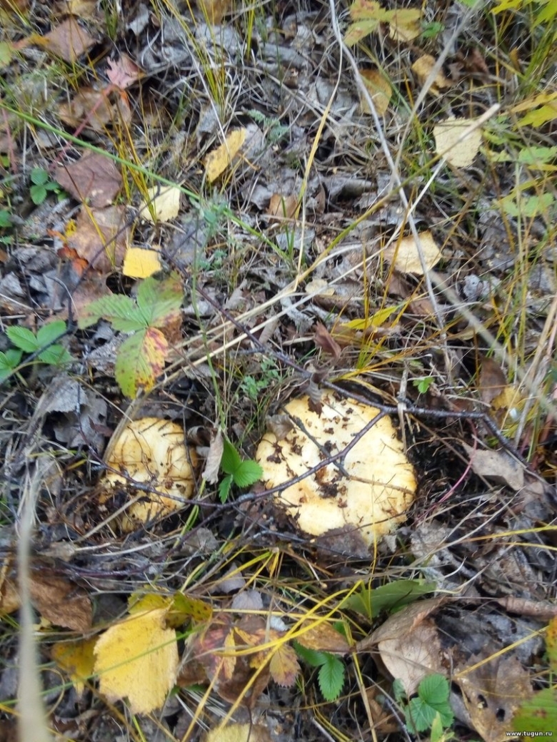 Груздь жёлтый lactarius scrobiculatus