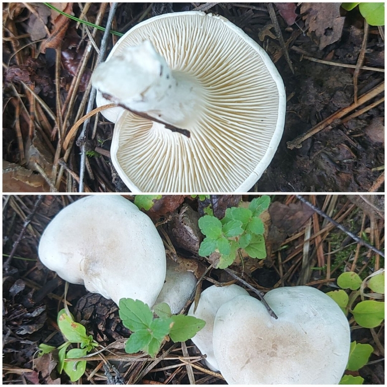 Грибы пластинчатые поганки