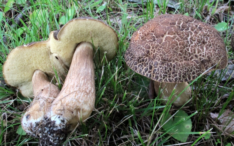 Обабок Болетовые