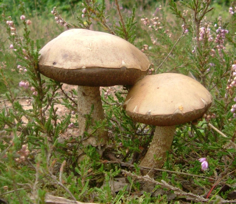 Подосиновик Крымский