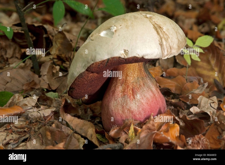 Сатанинский гриб съедобный