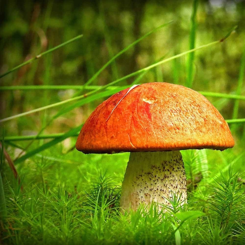 Подосиновик окрашенноногий