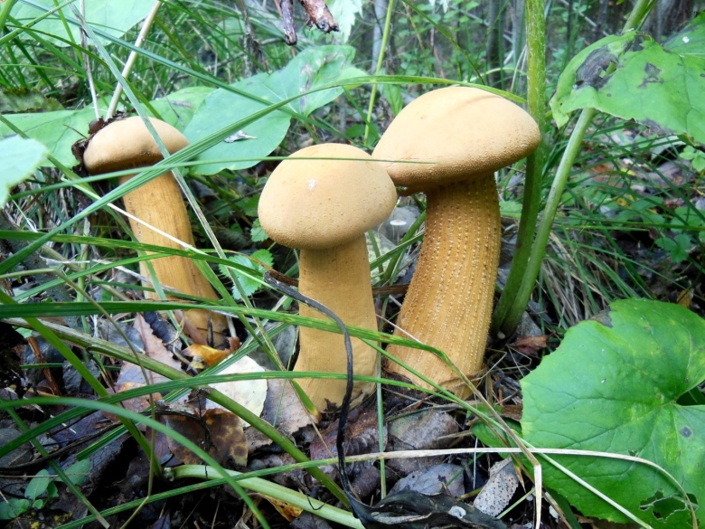 Карельские грибы съедобные