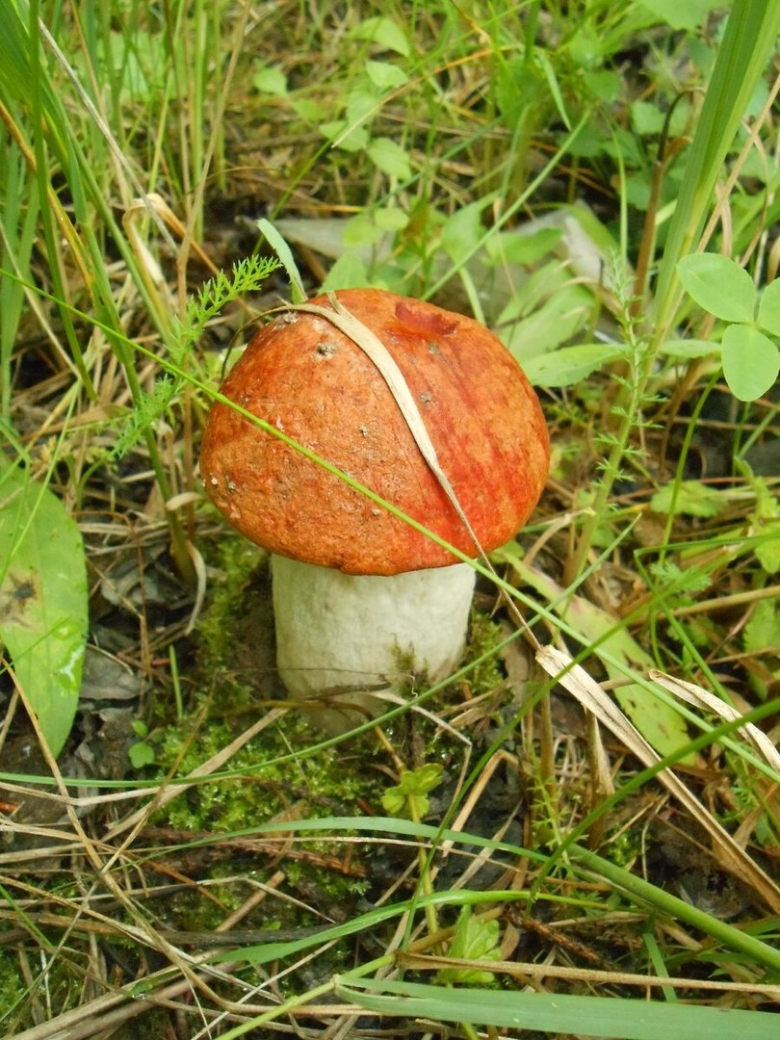 Первые грибы в лесу