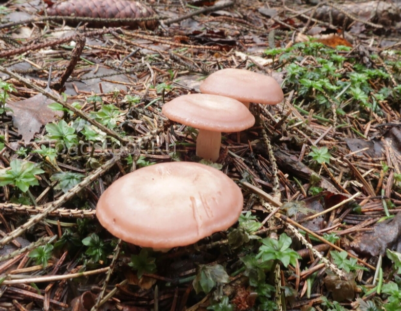 Говорушка кошенильная