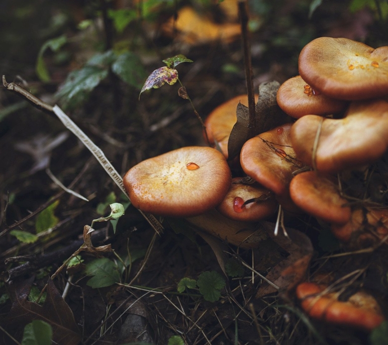 Дорогой сорт грибов