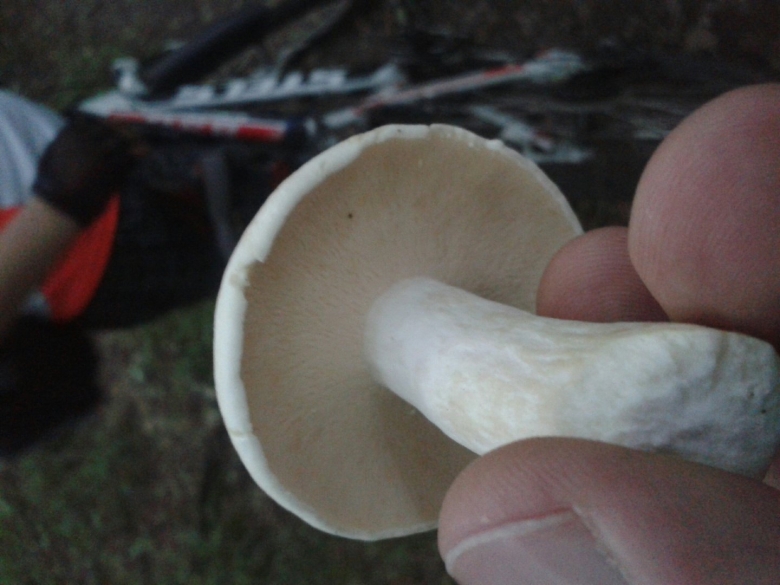 Гриб сентябрюшка фото