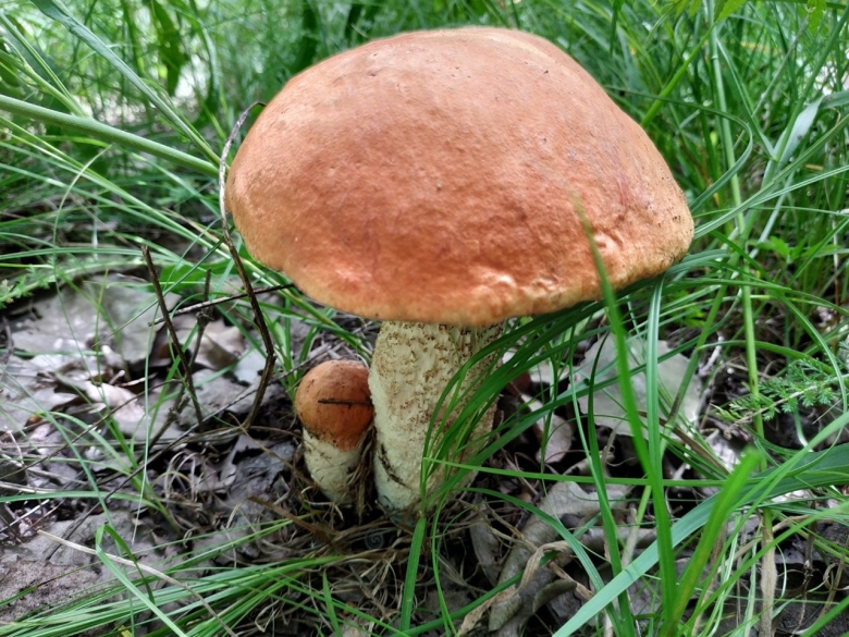 Подосиновик Крымский