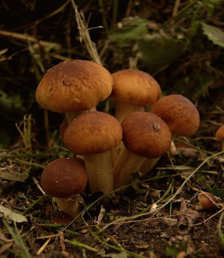 Агроцибе Тополиный