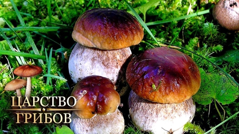 Боровичок гриб