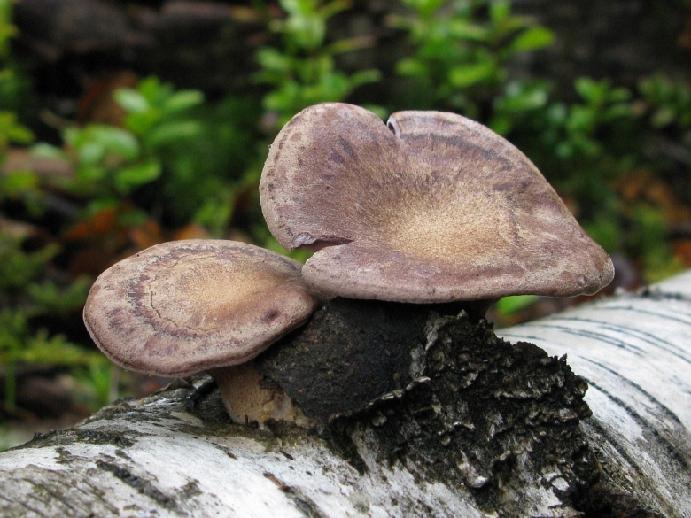 Трутовик обыкновенный fomes fomentarius